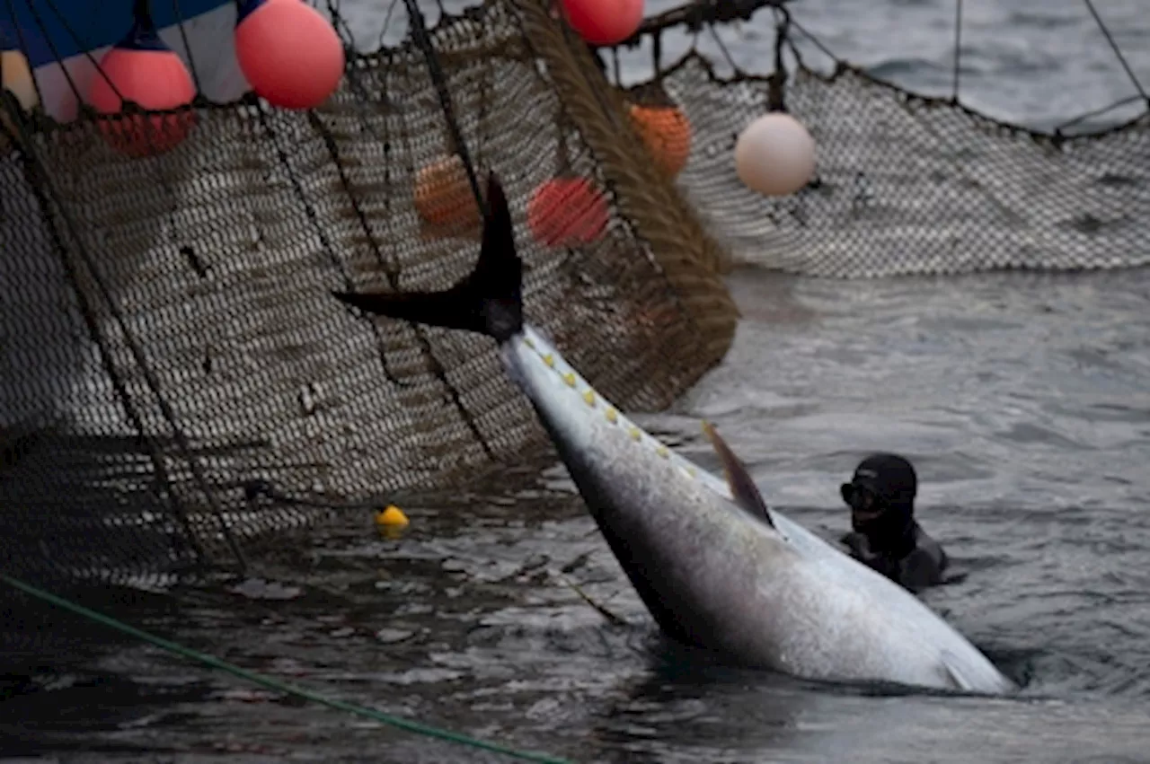 Media reports: Pacific nations agree to raise cap on bluefin tuna catches