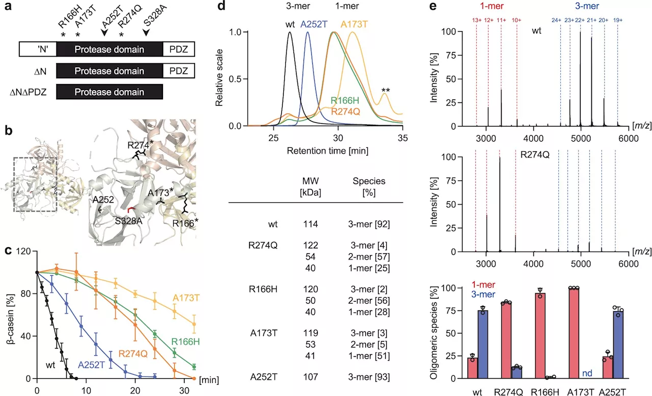 Team explores strategies for correcting mutations that cause stroke