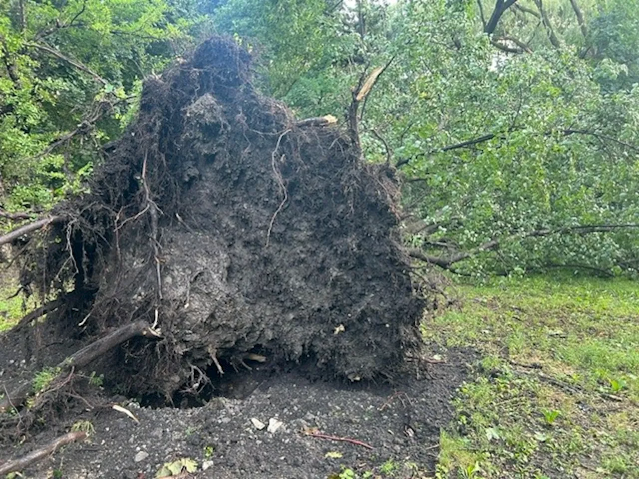 1 killed after tree falls on house as severe storms tear through Chicago area