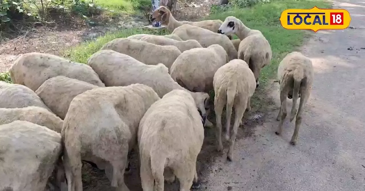 किसान भेड़ पालन कर तीन तरह से कमा रहे हैं मुनाफा, लाखों की हो रही आमदनी