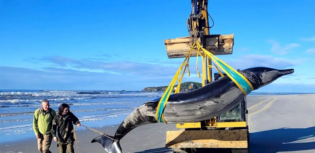 World's rarest whale washes up on New Zealand beach