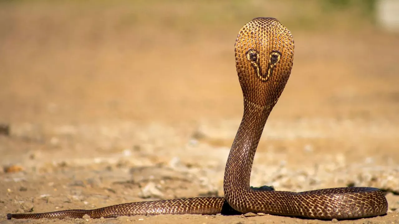 King Cobra Facts: किंग कोबरा होता है डरपोक सांप, वजह जानकर आप भी जाएंगे चौक