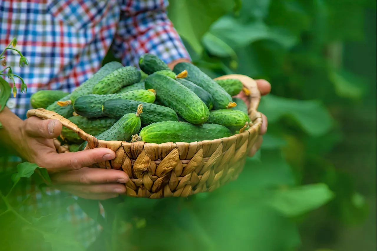 Cucumber Recall Sparks Warning in Three States