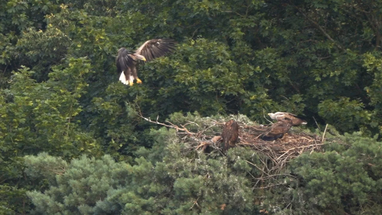 Nationalpark Thayatal freut sich über ersten Seeadler-Nachwuchs