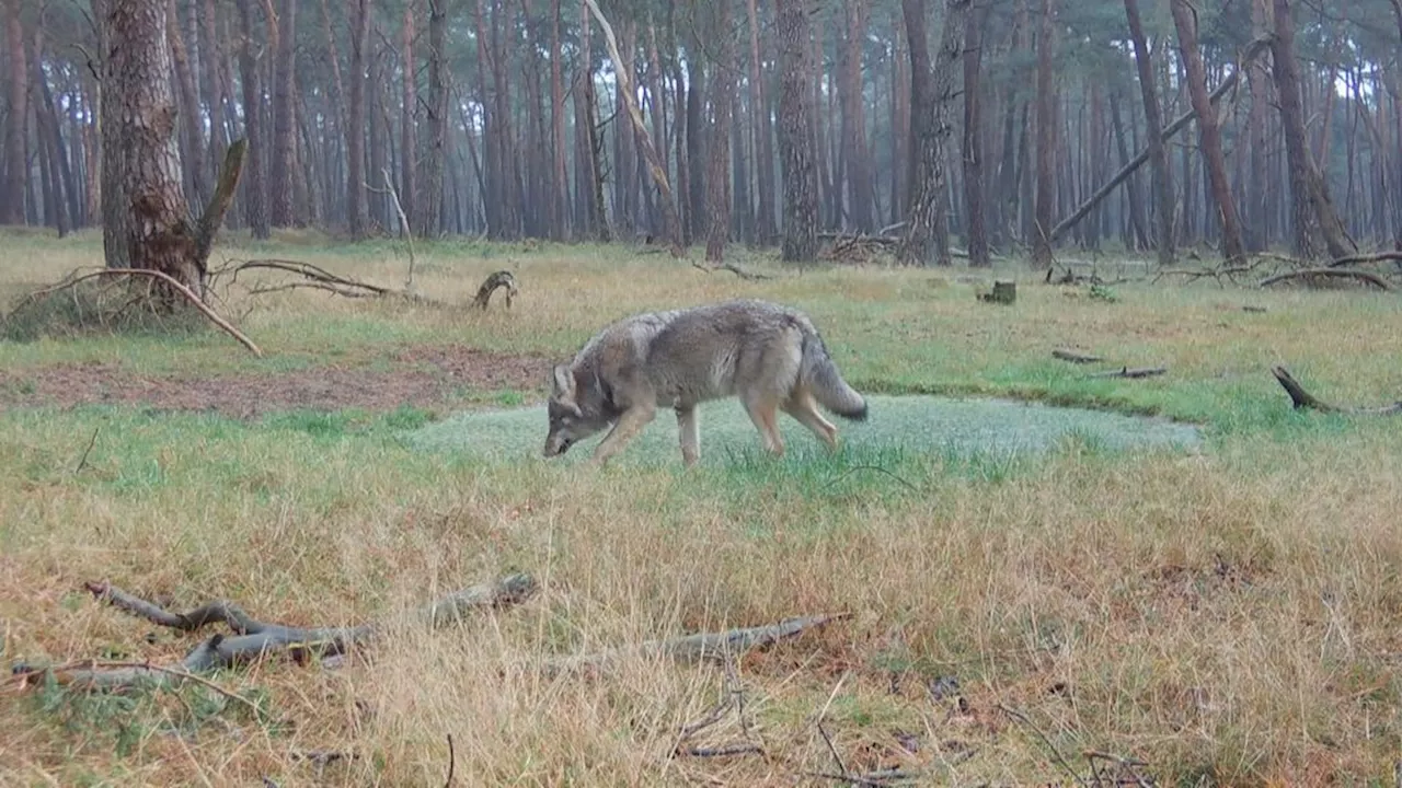 Provincie: vermijd landgoed Leusden na vermoedelijke 'confrontatie' wolf en kind