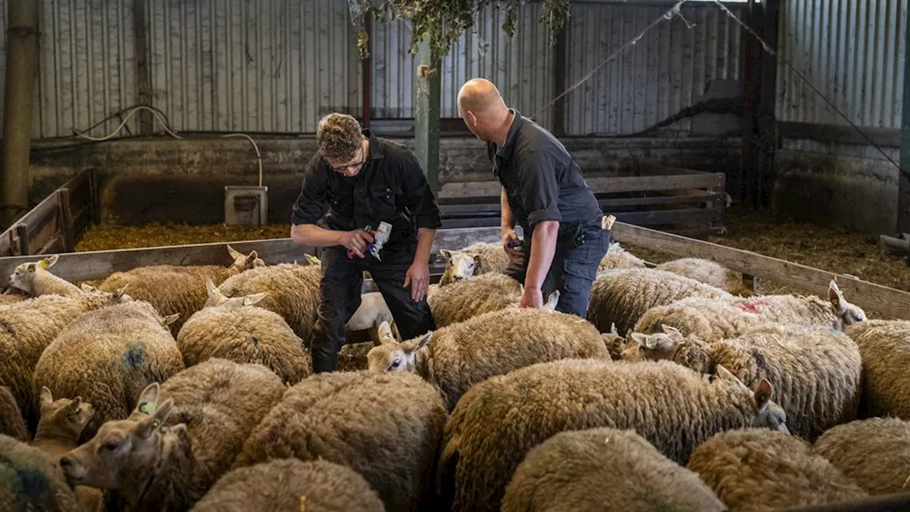 Zorgen bij schapenhouders over werking vaccin tegen blauwtongvirus