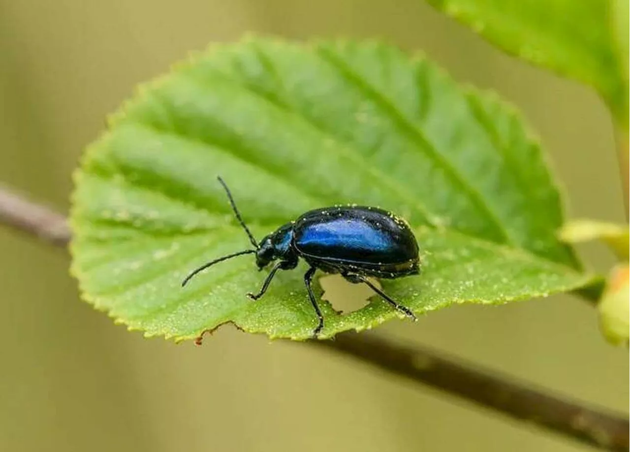 Cet insecte disparu réapparaît après 86 ans, voici pourquoi c’est une bonne nouvelle