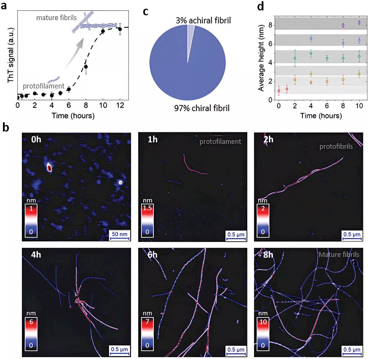 Researchers map fibrillization process to reveal mechanisms of amyloid polymorphism