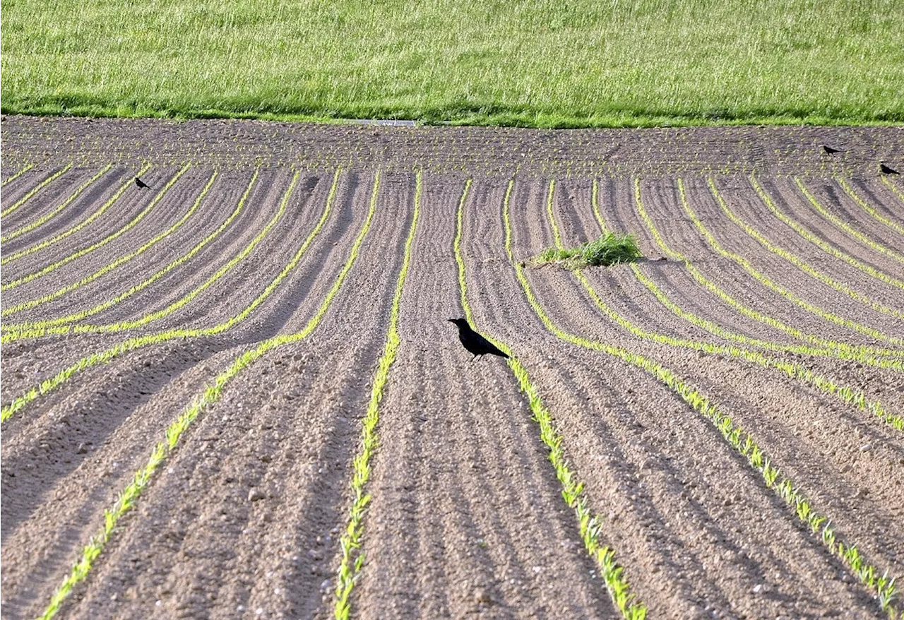 Krähen verursachen grosse Schäden bei Bauern