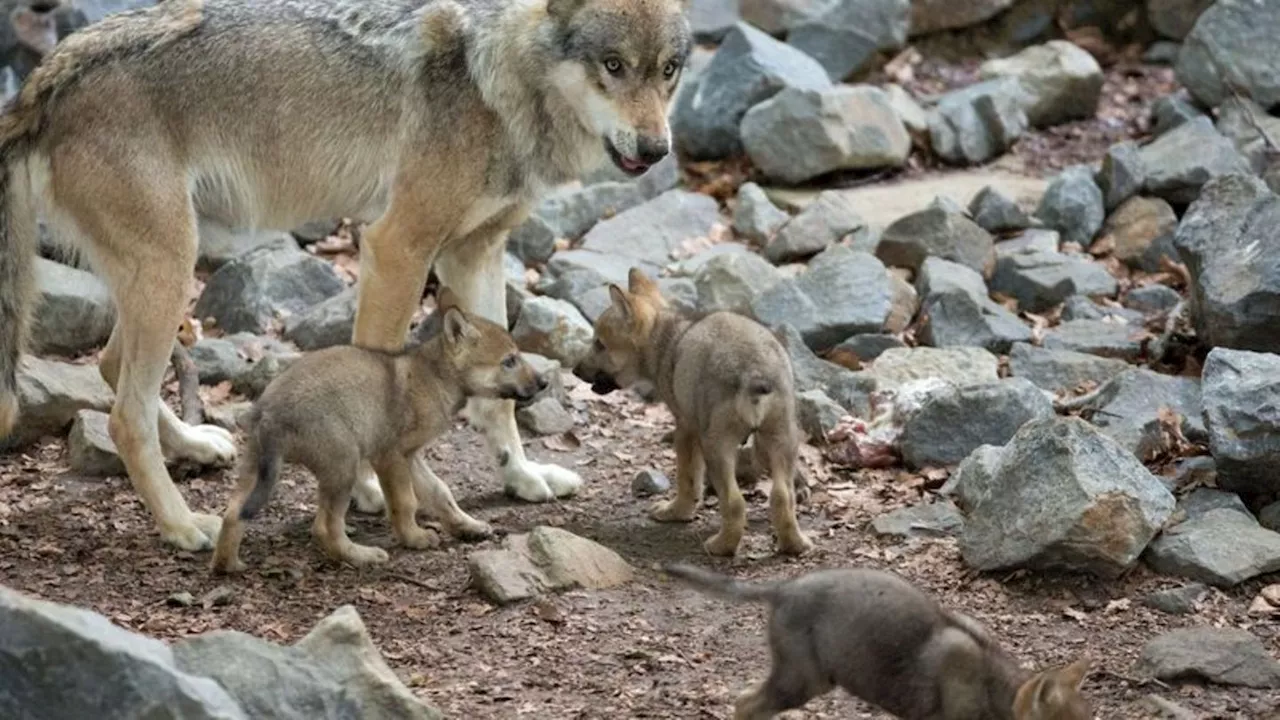 Verwaltungsgerichtshof: Kippt die Justiz Bayerns umstrittene Wolfsverordnung?