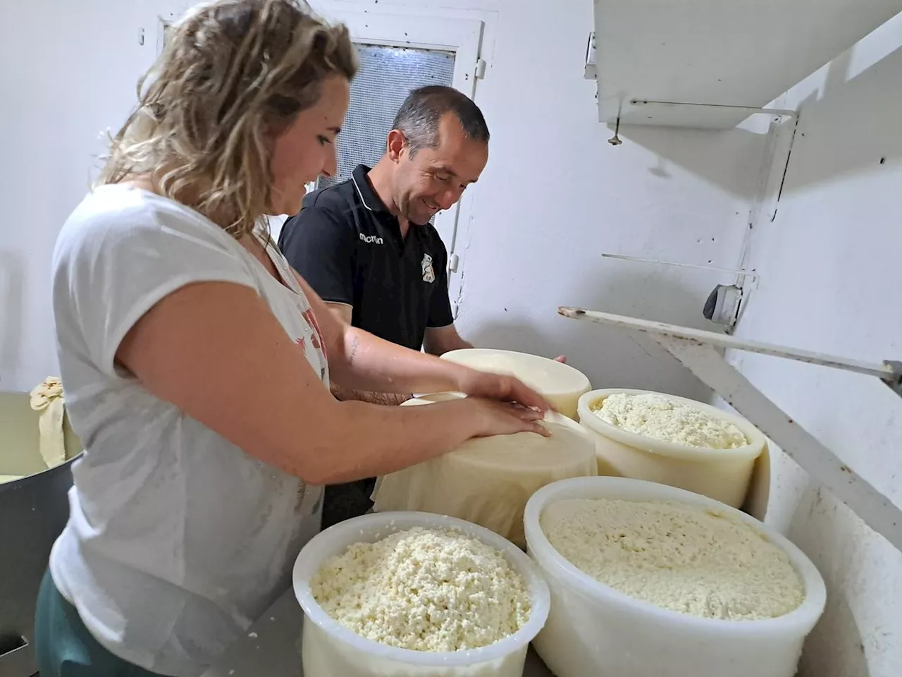 Béarn : une matinée à se retrousser les manches avec Marc, berger de la Pierre Saint-Martin