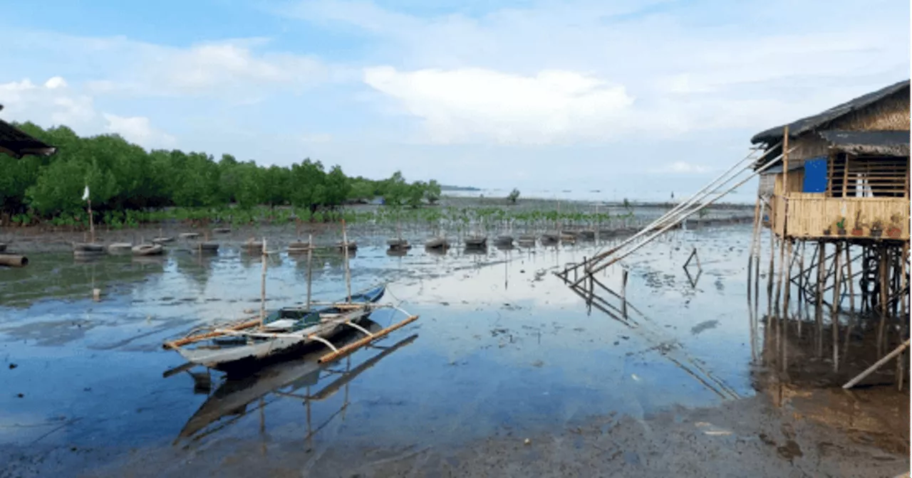  Importance of mangrove protection in Talisay City