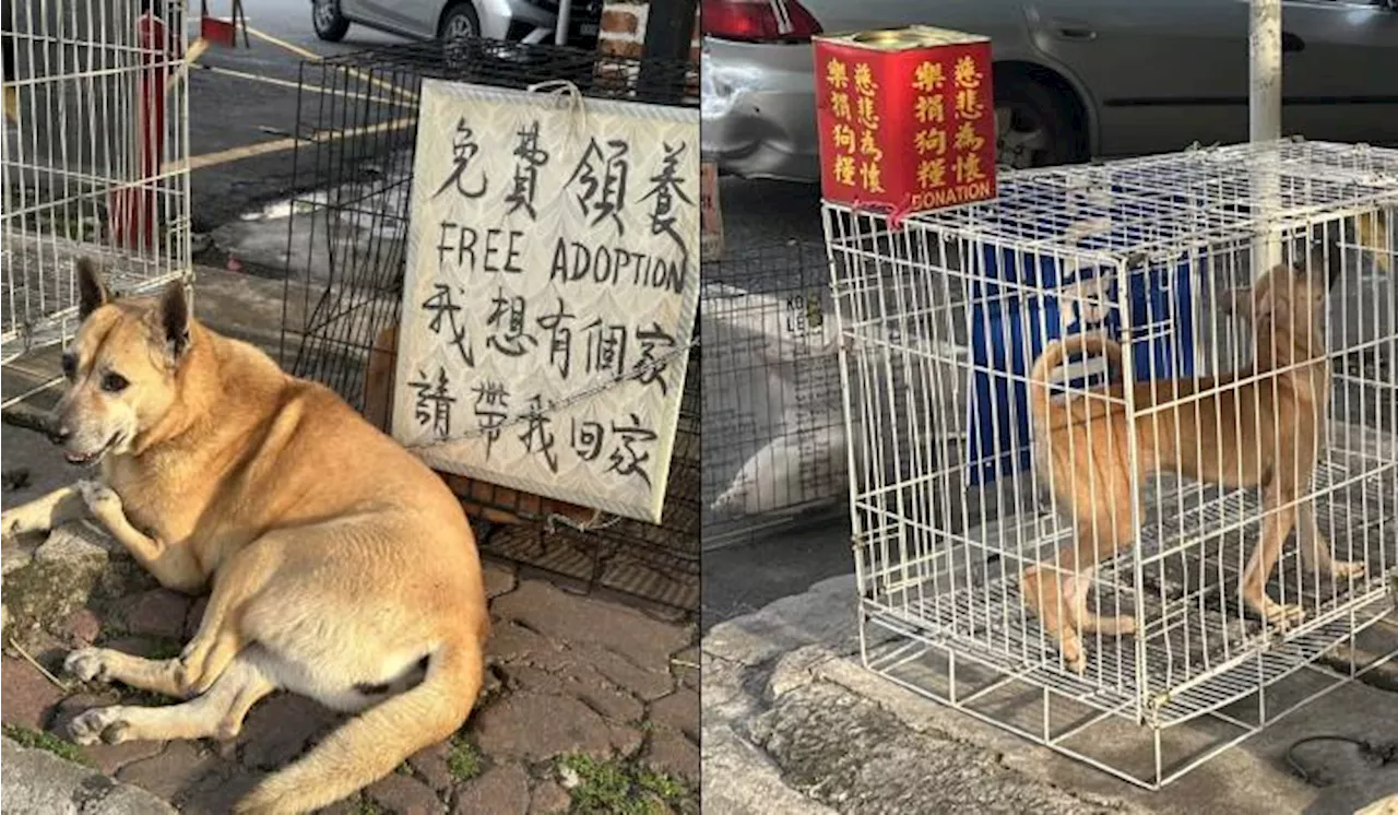 Wanita Jaga Kebajikan Anjing Jalanan Di Ipoh, Dakwa Ramai Makan Haiwan Ini Untuk Kekal Sihat