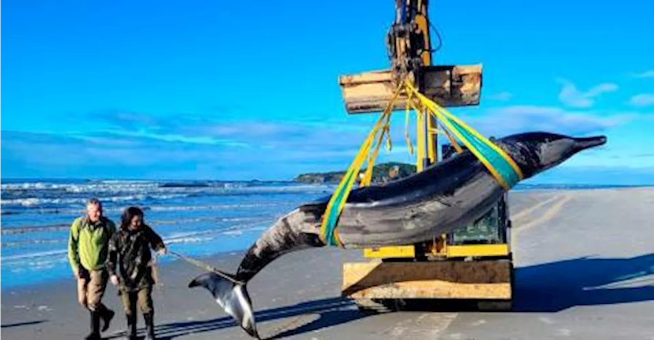 World&#039;s rarest whale washes up on New Zealand beach