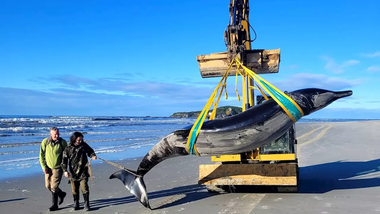 Rare spade-toothed whale washes up on New Zealand beach