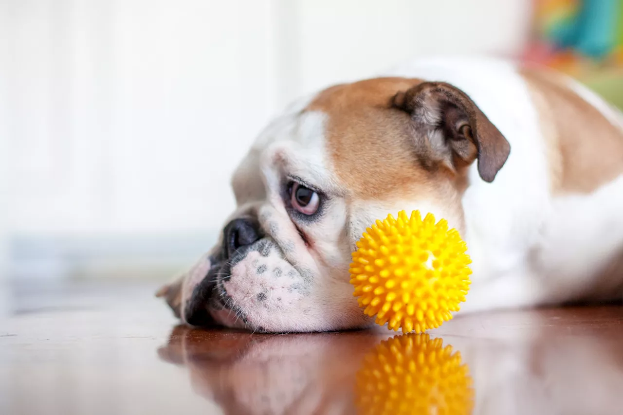 6 Ways to Keep Your Dog from Going Stir-Crazy During a Heatwave