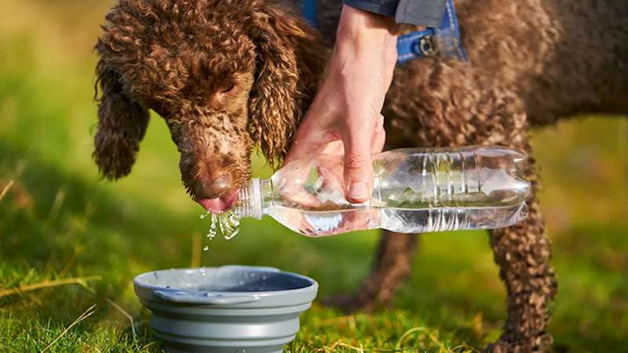 Lancaster County law enforcement responds to multiple calls of dogs being left out in extreme heat