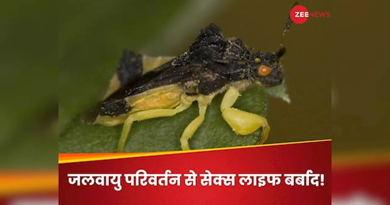 टेंपरेचर बढ़ने का कीड़ों की सेक्स लाइफ से क्या कनेक्शन है? नई स्टडी में हुआ खुलासा