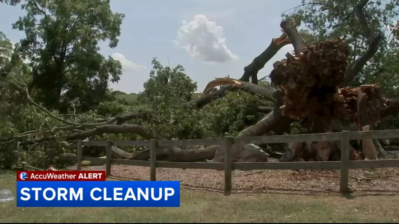 Historic black oak tree falls in Chester County during storm; some residents without power