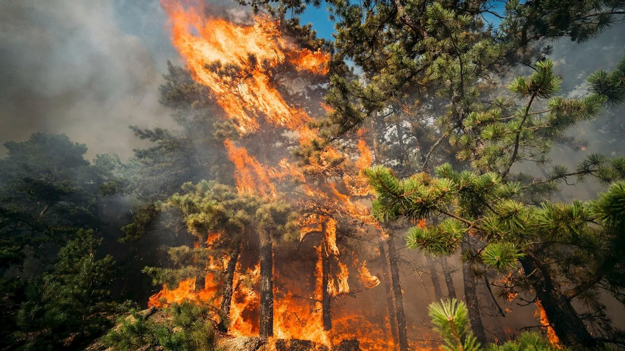 Forest fire at New Jersey military base at least 80% contained after overnight rain