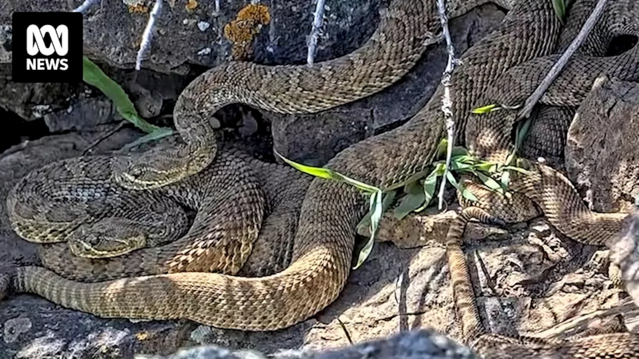 Researchers seek to study elusive rattlesnakes by livestreaming 'mega den' of 2,000 in Colorado