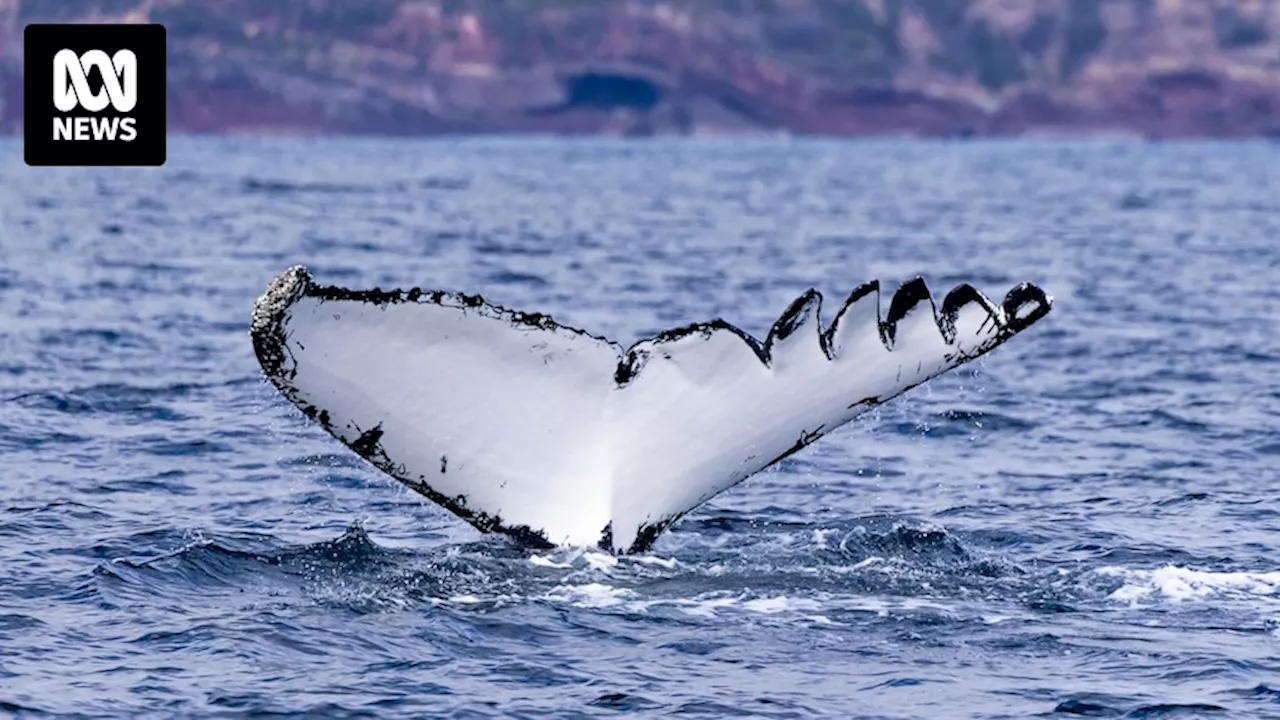 Two men in hospital after police respond to incident in Kalbarri where boat believed to be struck by whale