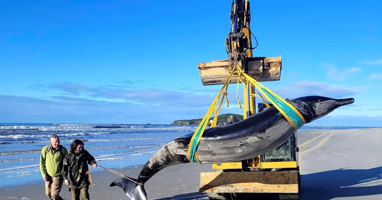 Mysterious whale washed up on New Zealand beach believed to be the world's rarest