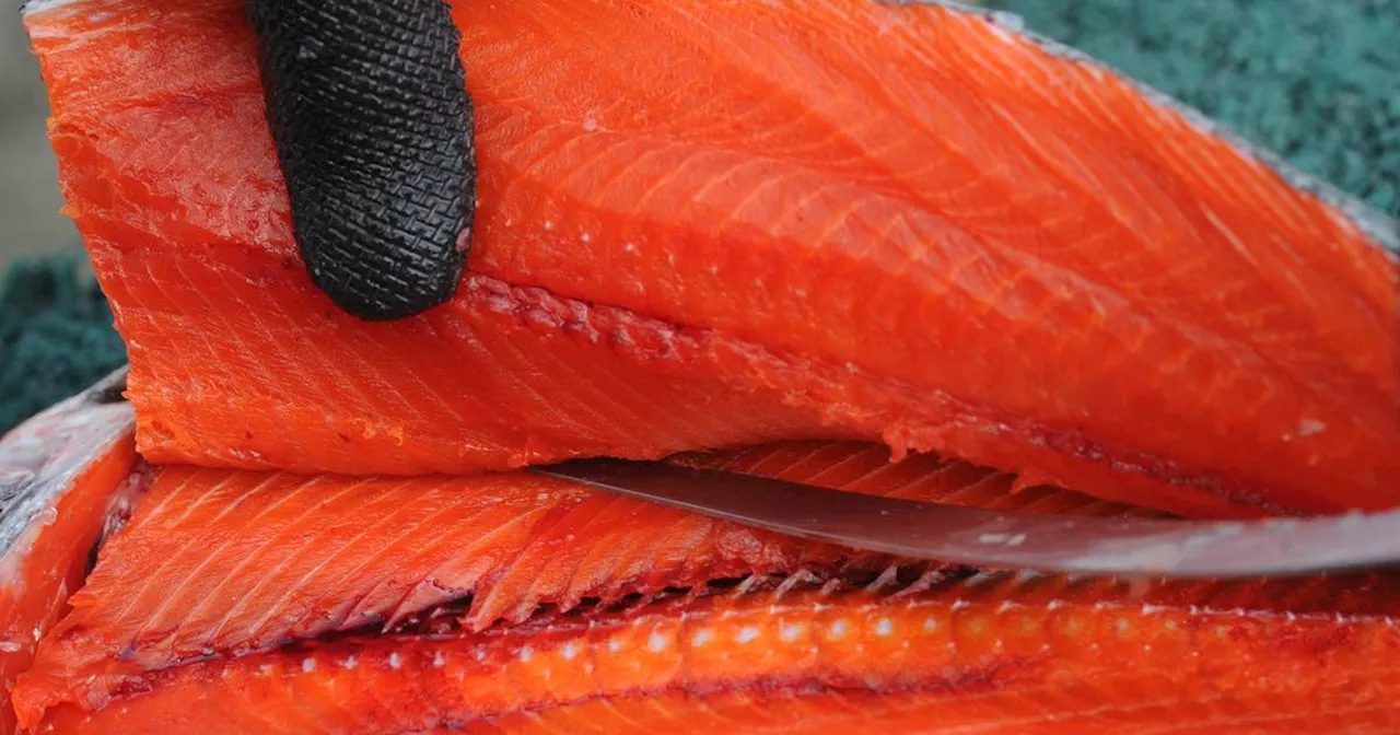 Studies show there are likely more ‘sushi worms’ in Alaska salmon and other fish than there used to be