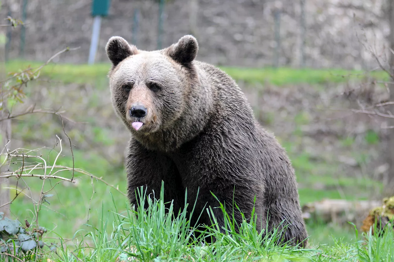 Orso che ha attaccato turista a Dro sarà abbattuto, firmata l'ordinanza: animalisti in rivolta