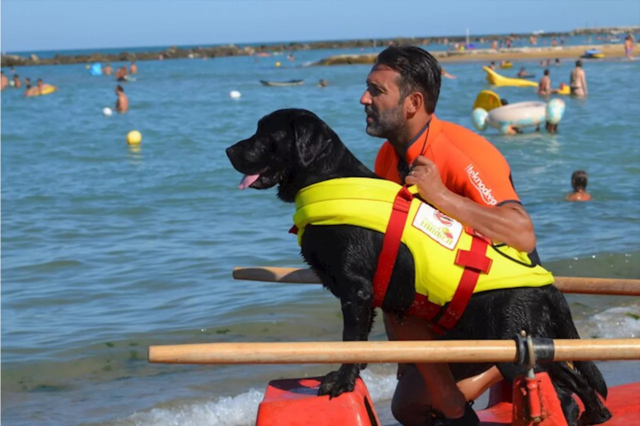 I cani bagnino della Sics al lavoro sulle spiagge d'Italia