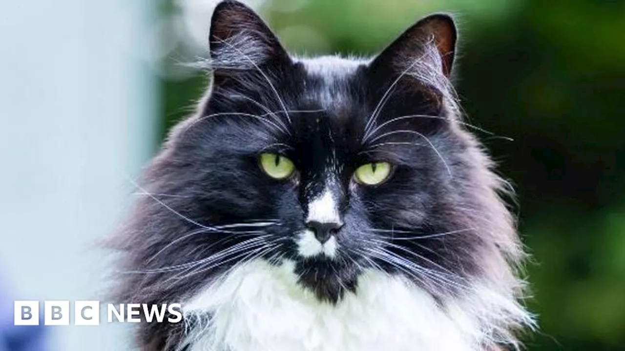 Cat who helps trafficked women in London among awards finalists