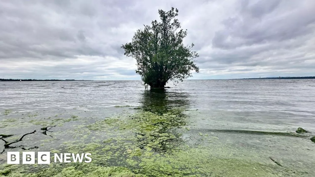 Lough Neagh blue-green algae 'back with a vengeance'