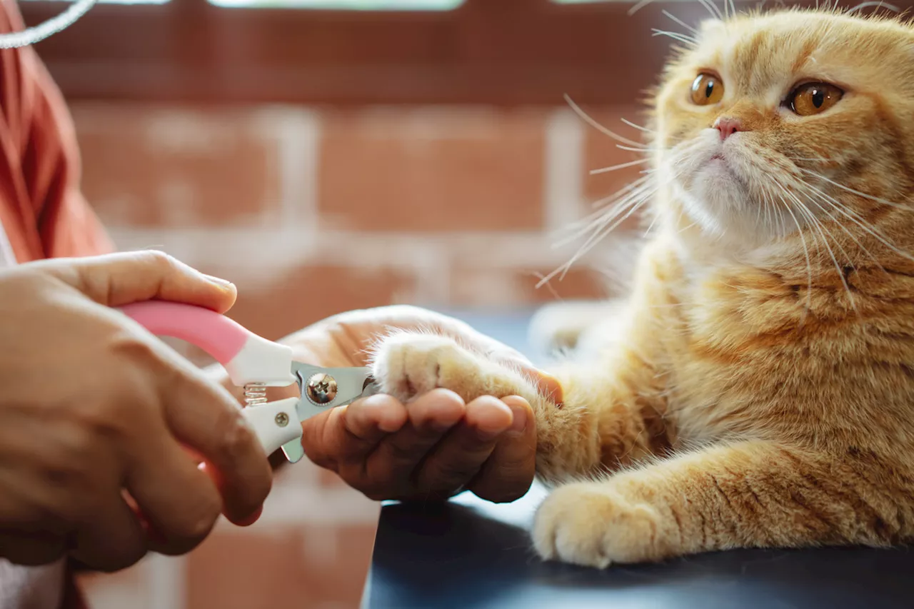 How to Trim Cat Nails: A Step-by-Step Guide