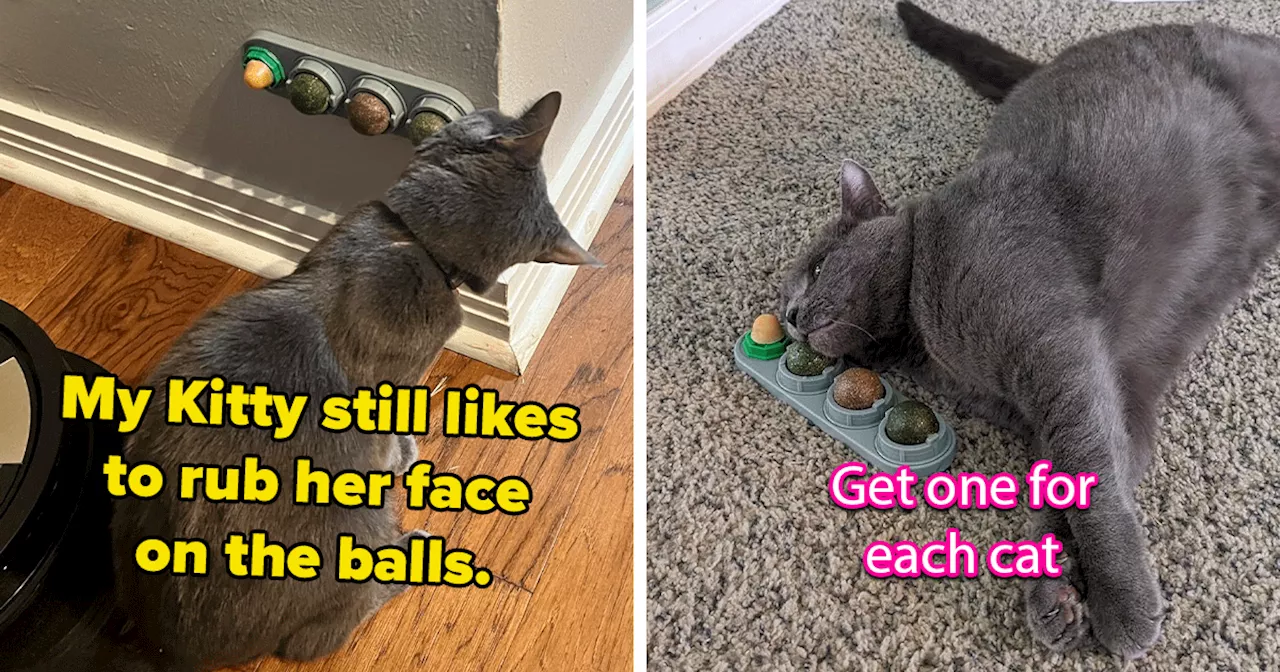 26 Inventions Your Cat Will Probably Love More than They Love You