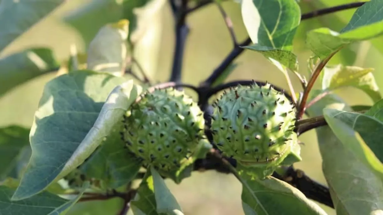 Two dead, around 50 hospitalised in Indonesia’s South Kalimantan after suspected intoxication from Angel's Trumpet plant