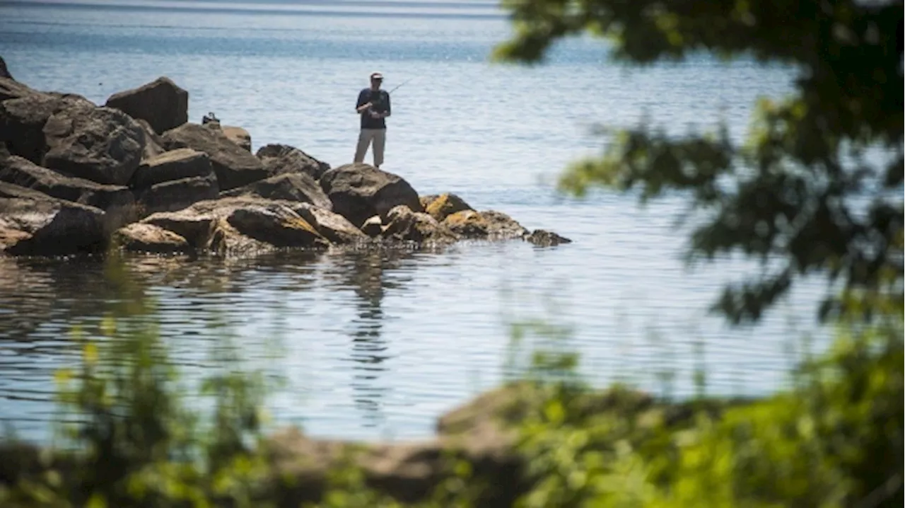 Microplastics levels high in fish caught in Toronto