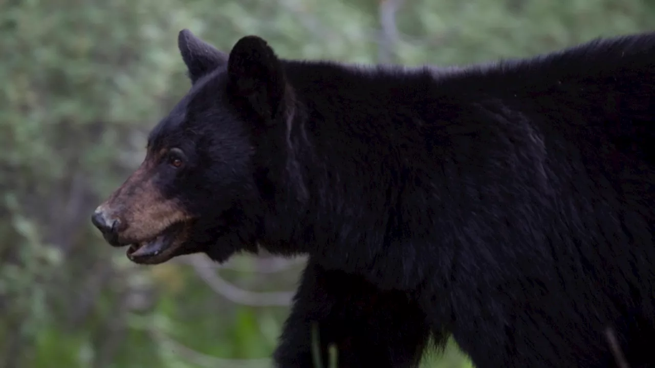 Black bear euthanized after killing small dog in Canmore