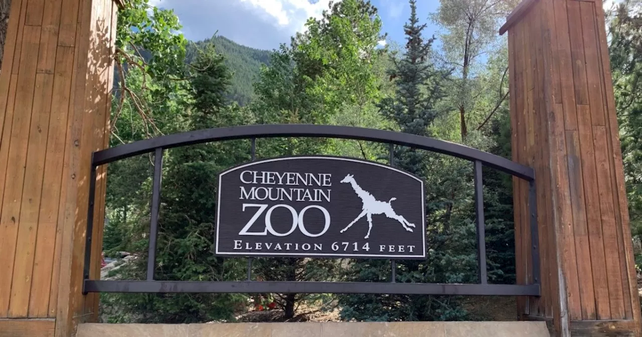 Cheyenne Mountain Zoo to host adult-only summer series starting in late July