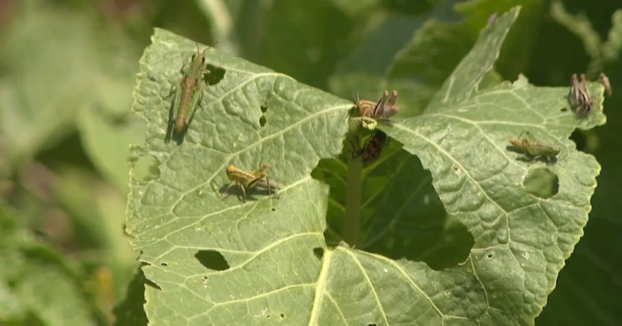 Colorado farmers struggle as statewide infestation of grasshoppers destroys crops