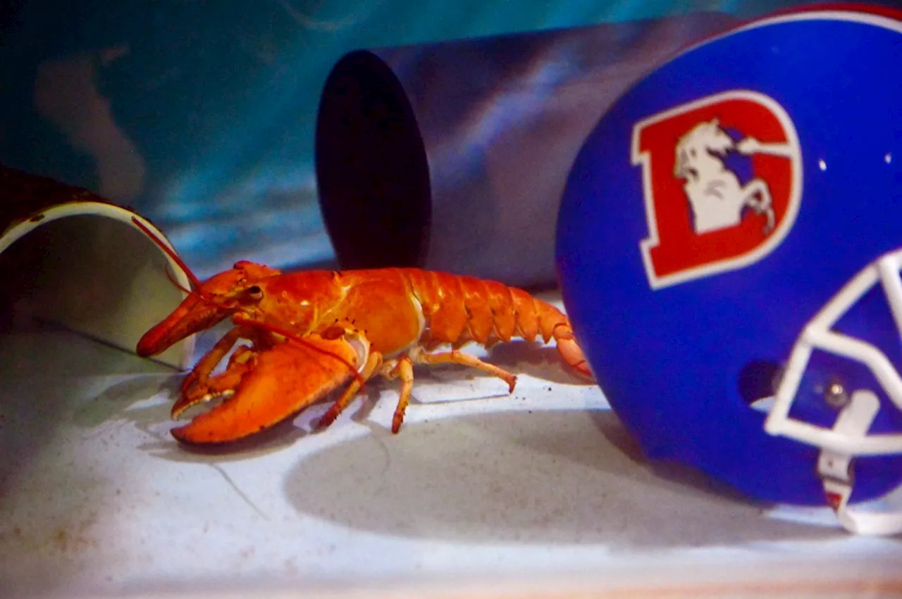 Meet your new Crush — an extremely rare orange lobster at Denver’s Downtown Aquarium