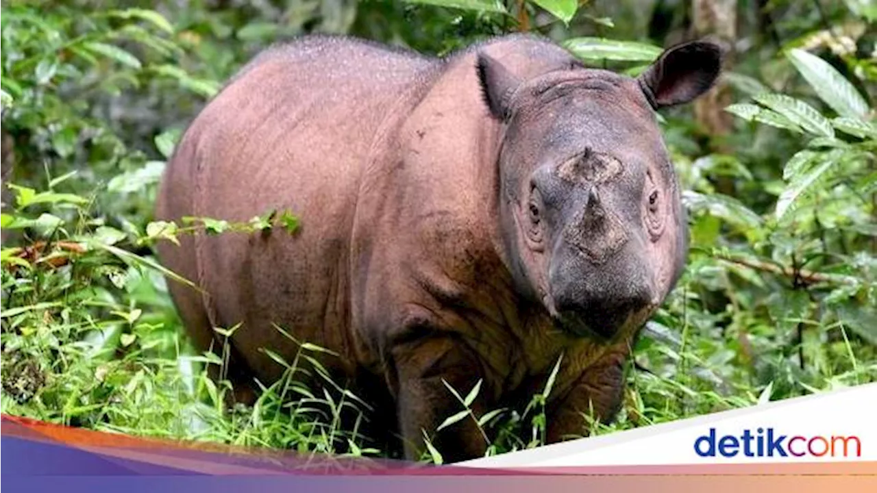 Apakah Ada Badak Bercula Dua? Begini Faktanya