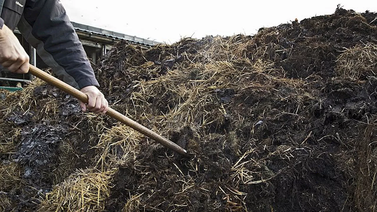 Boeren kunnen mest niet kwijt omdat mestplannen van vorig kabinet zijn tegengehouden: 'Ik moet 40 procent afvoeren'