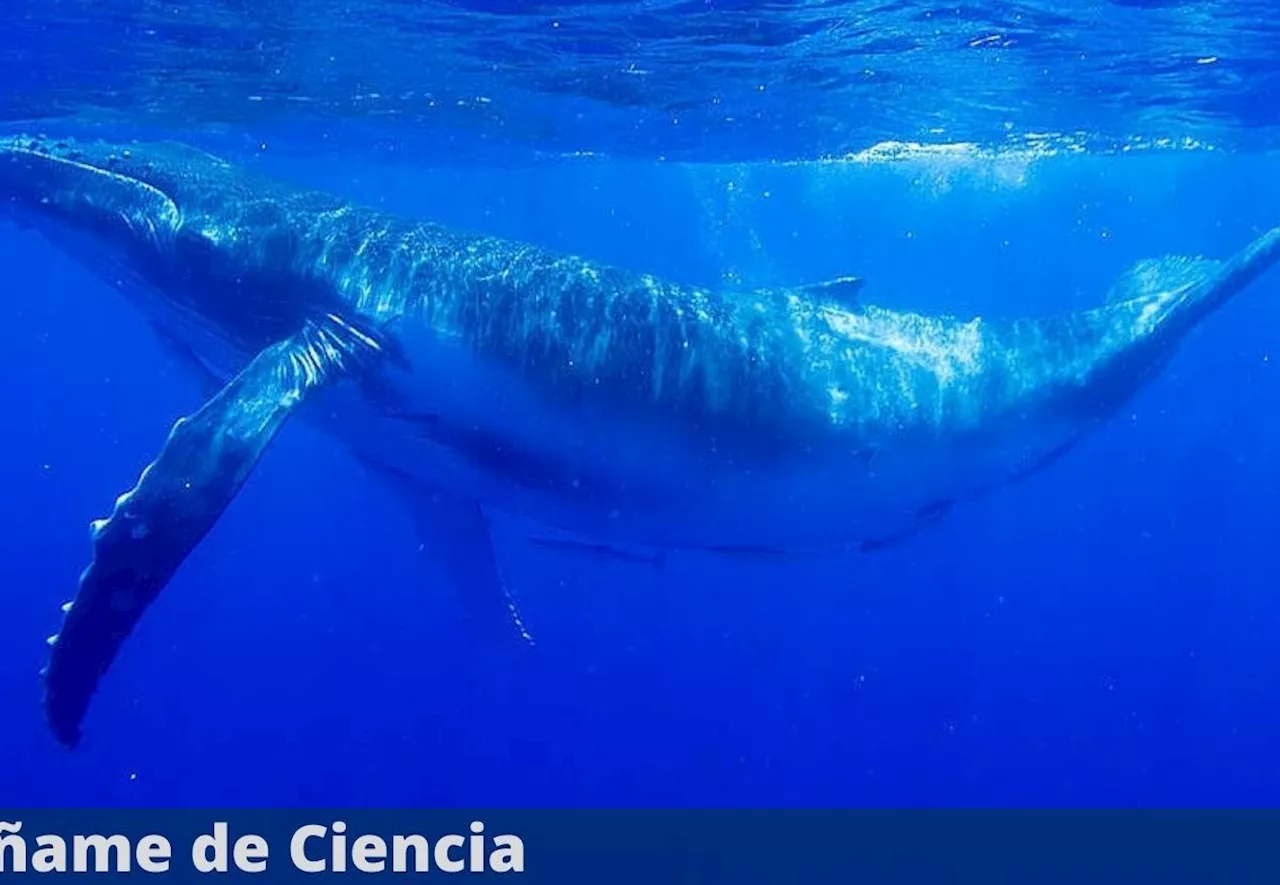 Se piensa que las ballenas son peces pero estas evidencias prueban que NUNCA lo fueron