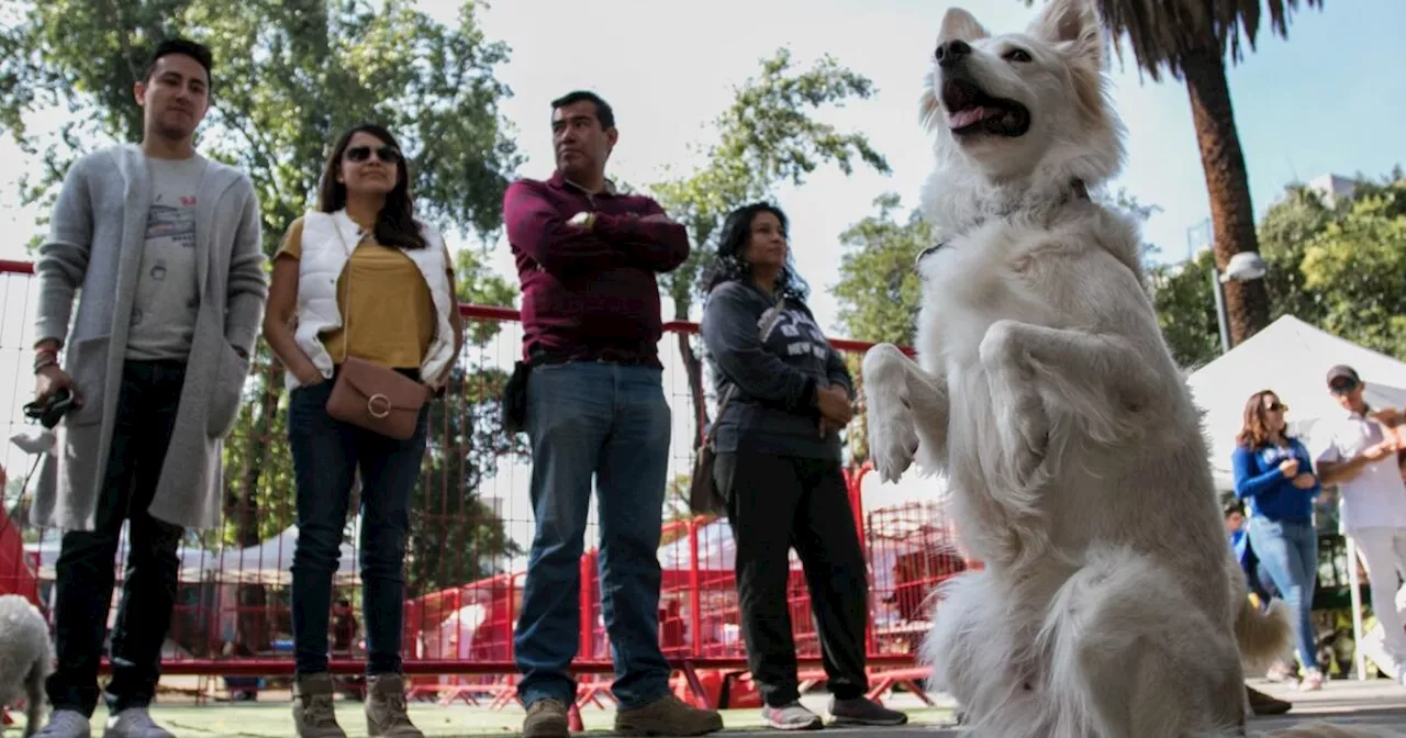 ¿Buscas adoptar un perro en CDMX? Pilares organiza Perrotón 2024