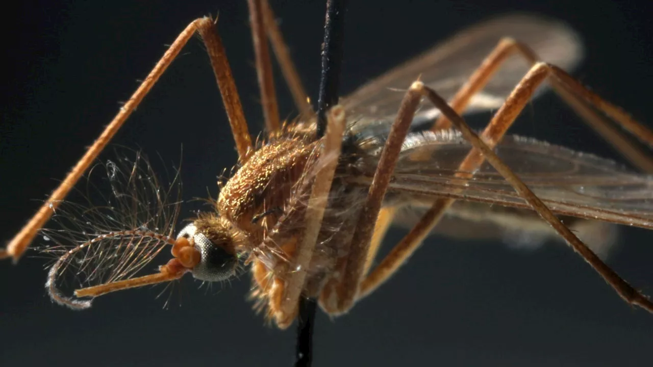 First human case of West Nile virus in Illinois this year detected in Cook County