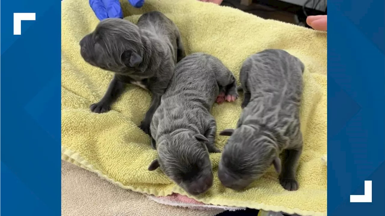 Newborn puppies in Lackawanna County were found in garbage bags left in dumpster, police say