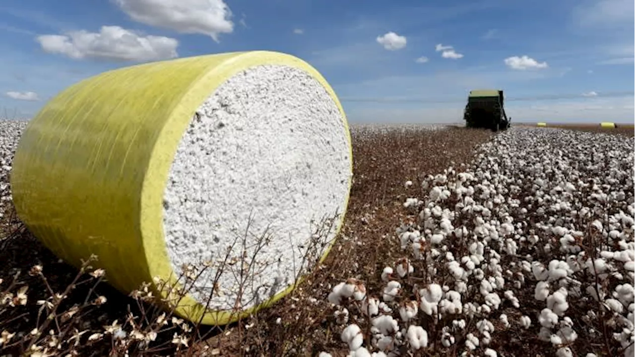 Cotton prices tumble as Brazil’s exports surge