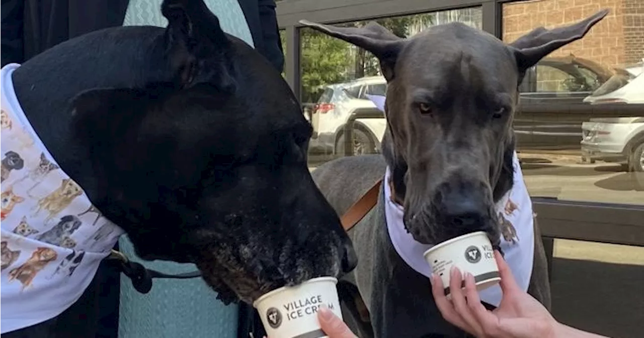 New dog ice cream supports Calgary animal rescue efforts