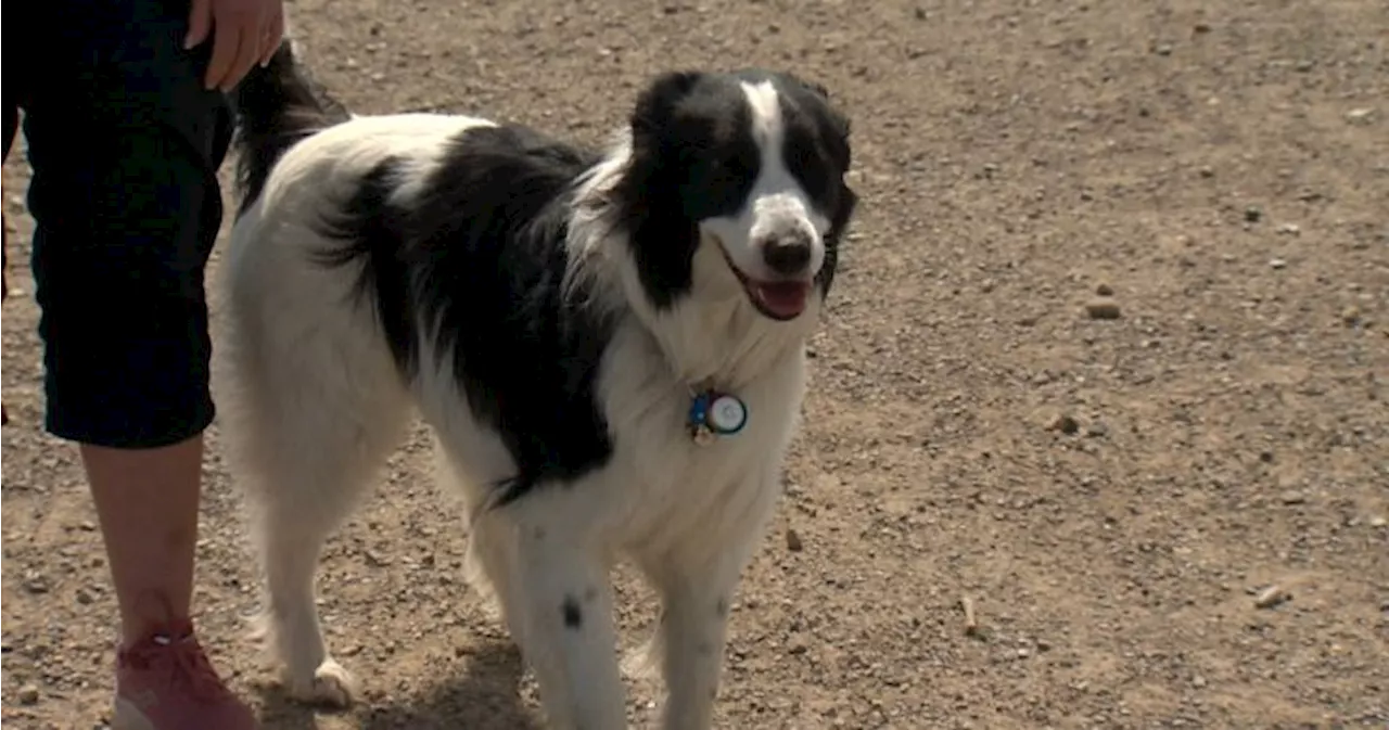 New rules for bringing dogs into U.S. could affect thousands, Canadian truckers say