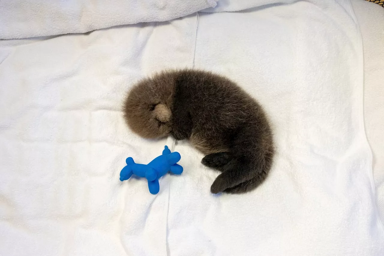 Second abandoned sea otter pup rescued in B.C. in less than a month